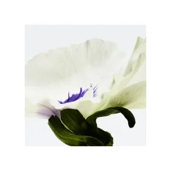 AIRE ANTHESIS EAU DE PARFUM