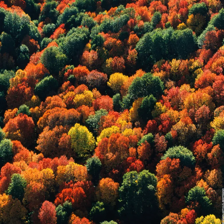 AQUA ALLEGORIA FORTE ROSA PALISSANDRO EAU DE PARFUM