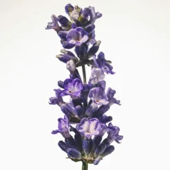 Burberry Goddess Eau de Parfum Intense para Mujer