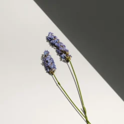 Calvin Klein Defy Eau de Toilette