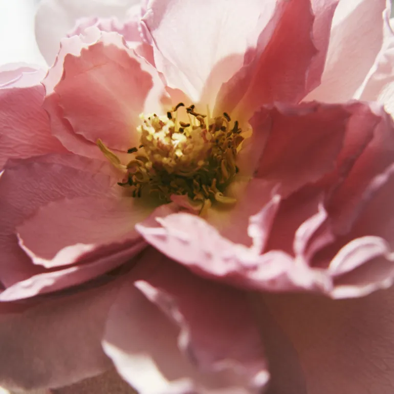 Chloé Rose Naturelle Eau de Parfum Vaporizador