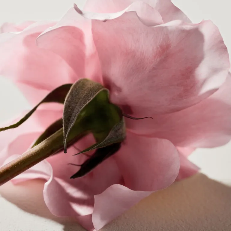 Chloé Signature Eau de Parfum