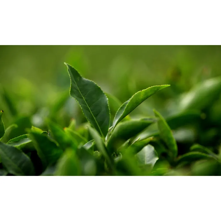 DECORTE AQ MELIORITY INTENSIVE REGENERATING DAY CREAM