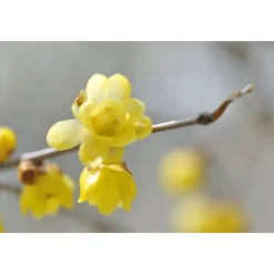 DECORTE AQ MELIORITY INTENSIVE REGENERATING DAY CREAM