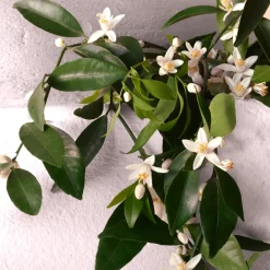 Devotion Eau de Parfum Intense