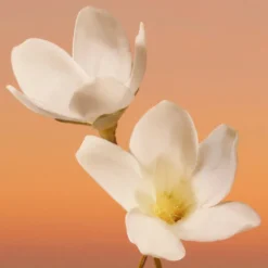 ETERNITY INTENSE WOMEN EAU DE PARFUM VAPORIZADOR