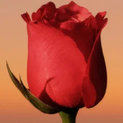 ETERNITY INTENSE WOMEN EAU DE PARFUM VAPORIZADOR