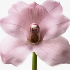 Euphoria Eau de Toilette para Mujer