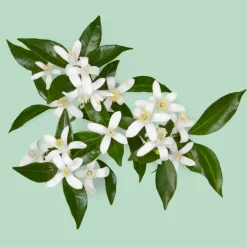 Guilty Essence Pour Homme Eau de Toilette para Hombre