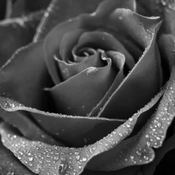 In Bloom Eau de Parfum