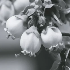 IN SYNC EDP VAPORIZADOR