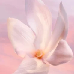 La Vie Est Belle Vanille Nude Eau de Parfum