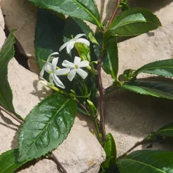 Light Blue Capri In Love Eau de Parfum Edición Limitada