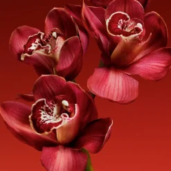 MY EUPHORIA EAU DE PARFUM