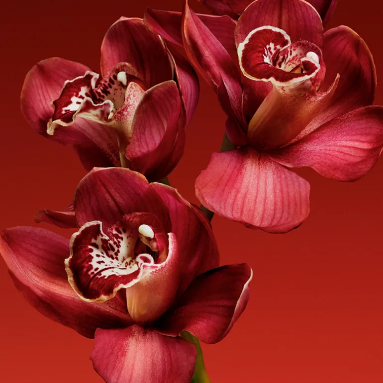 MY EUPHORIA EAU DE PARFUM