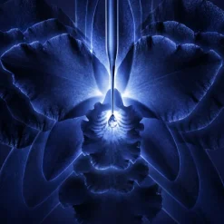 ORCHIDÉE IMPÉRIALE LA CREMA RICA