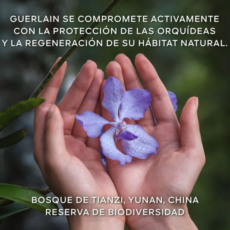 Orchidée Impériale La Crema Rica de Longevidad