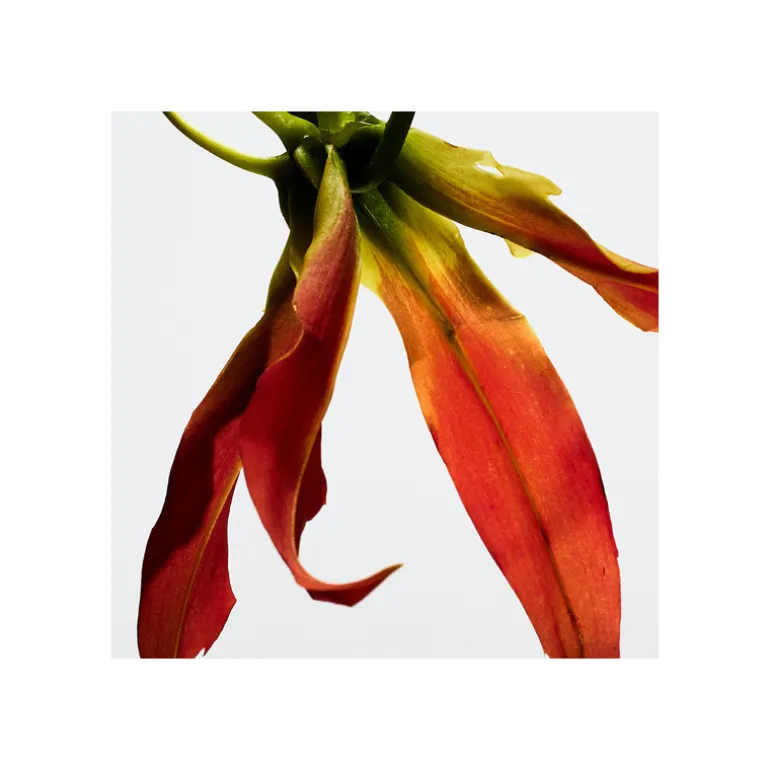 PAULA'S IBIZA ECLECTIC EAU DE TOILETTE