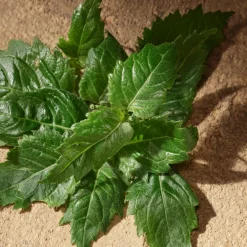 Set Devotion Male Eau de Parfum