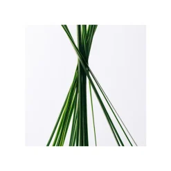 Set Loewe Esencia Eau de Toilette